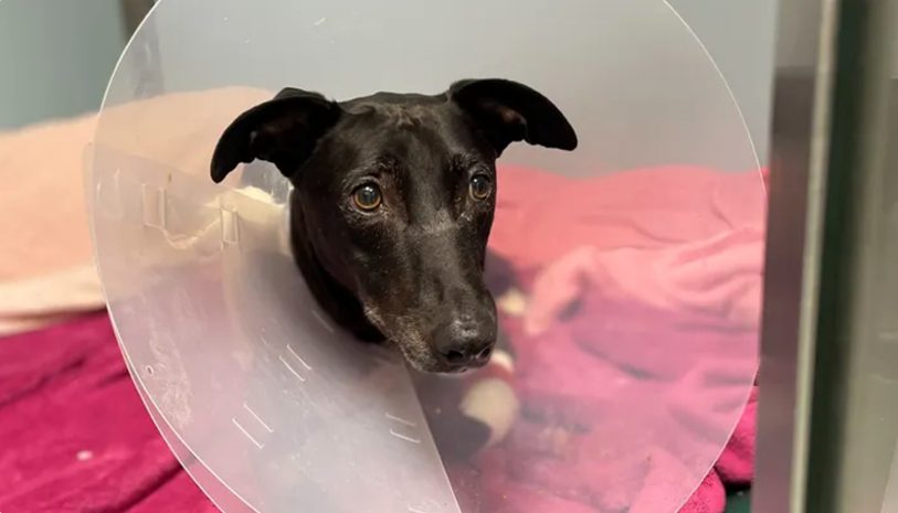 Brian the dog, wearing a cone