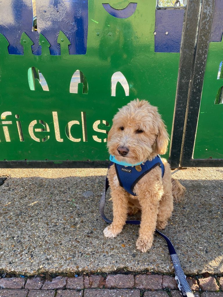 Miniature goldendoodle Nigel waiting outside Millfields Community School.