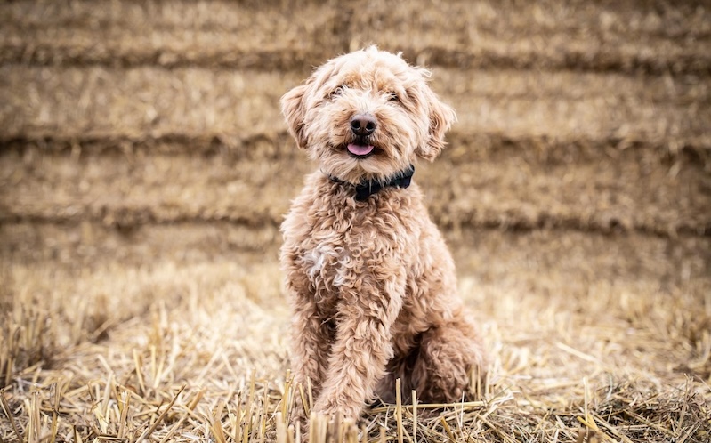 Miniature goldendoodle Nigel.