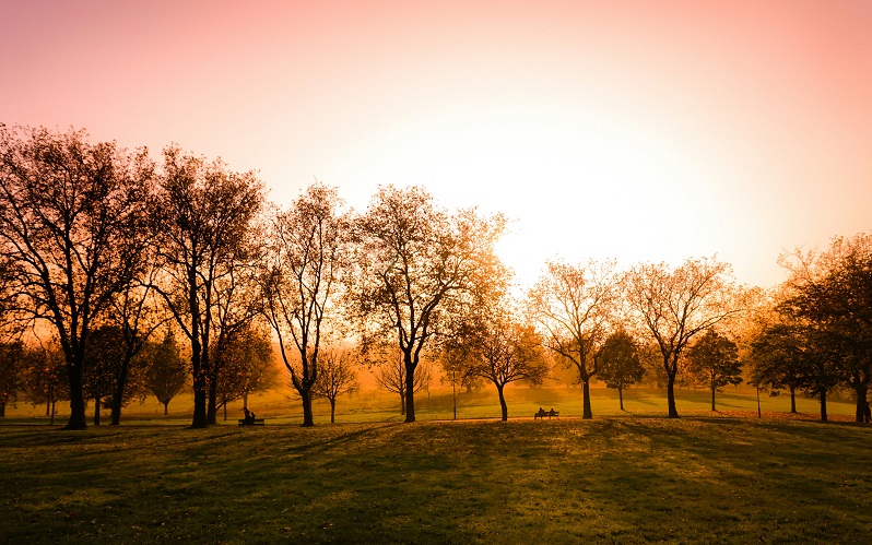 Trees in a grassy park with red sunset in the background